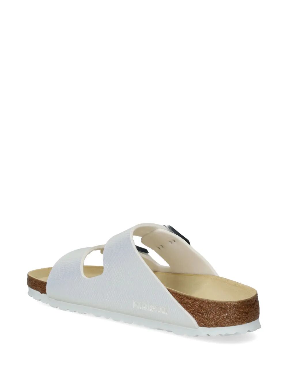 Arizona shiny lizard