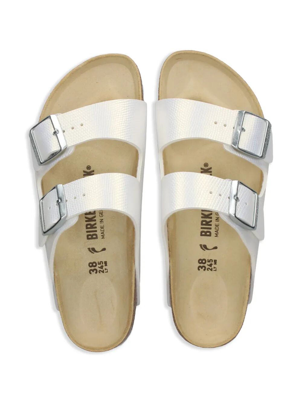 Arizona shiny lizard